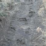 Black Bear and Coyote Tracks